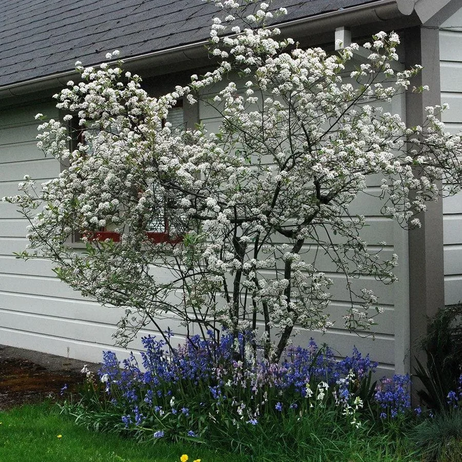 Chokeberry Bush